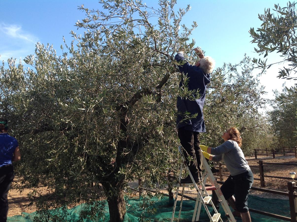 Rustico Degli Ulivi Διαμέρισμα Orosei Εξωτερικό φωτογραφία